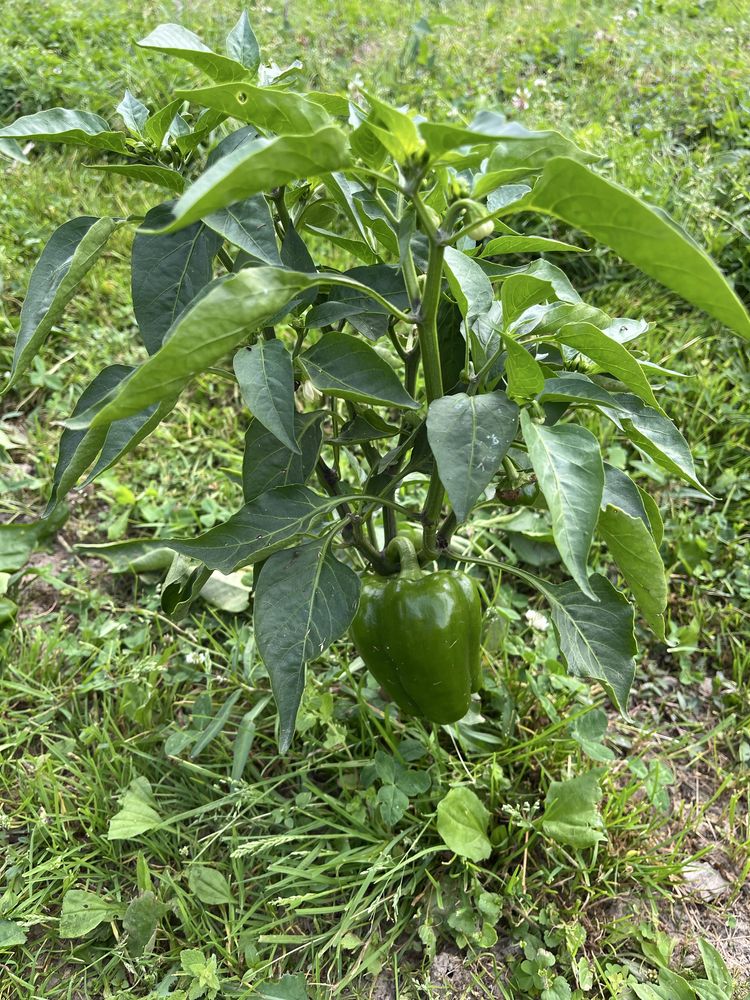 Sadzonki papryki.