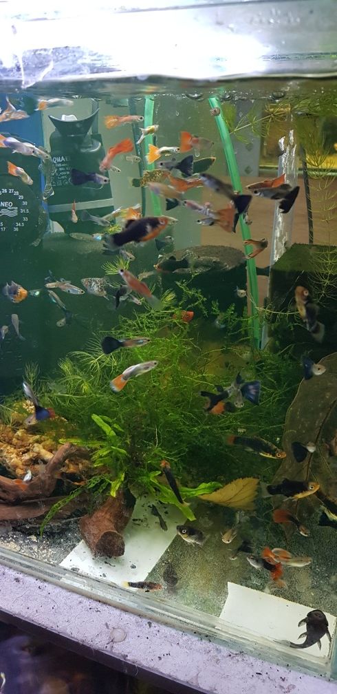 Gupiki    własna   Hodowla
