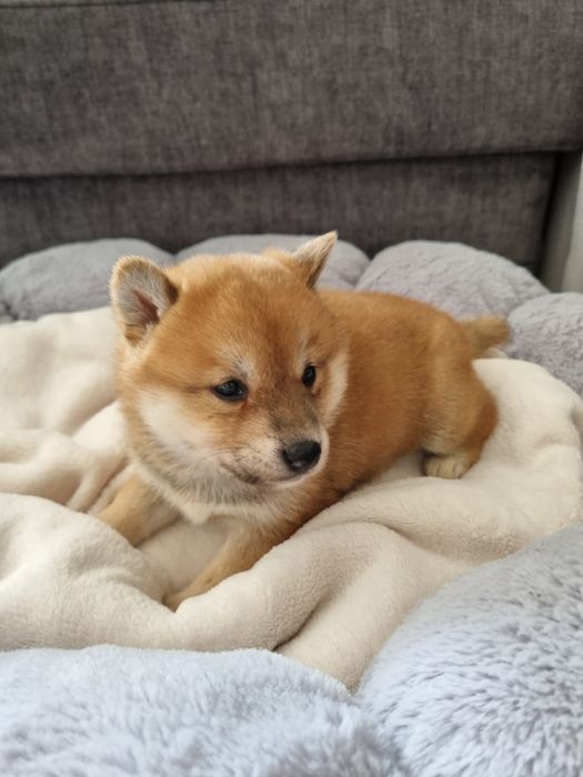 Shiba Inu suczka rezerwacja
