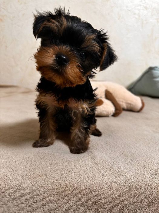 Милі цуценята чистокровні йорченята