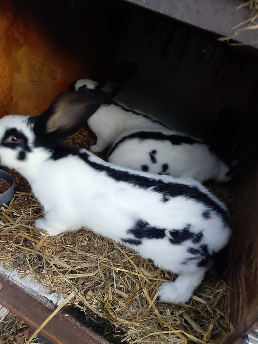 Sprzedam króliki Srokacze