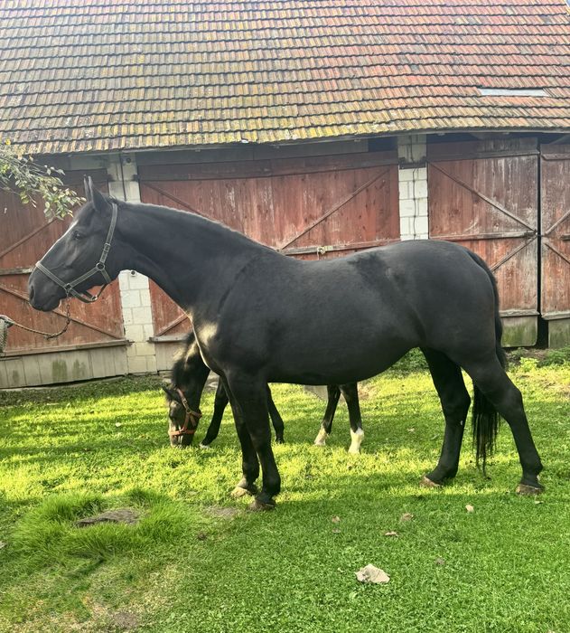 Klacz śląska po og. Drab, 5 lat