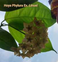 Hoya phyllura (ex. Linusii) - kolekcjonerska