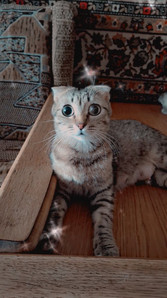 Кошенята безкоштовно в добрі руки.
