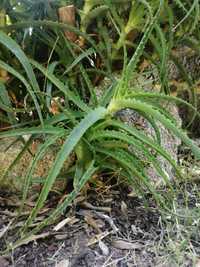 Planta Aloe Vera (Arborescens) Bio