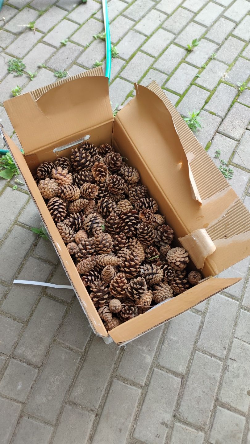 Продам хвоя,  хвойний опад сосни, мульча