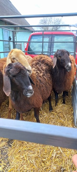 Продам романовских овец