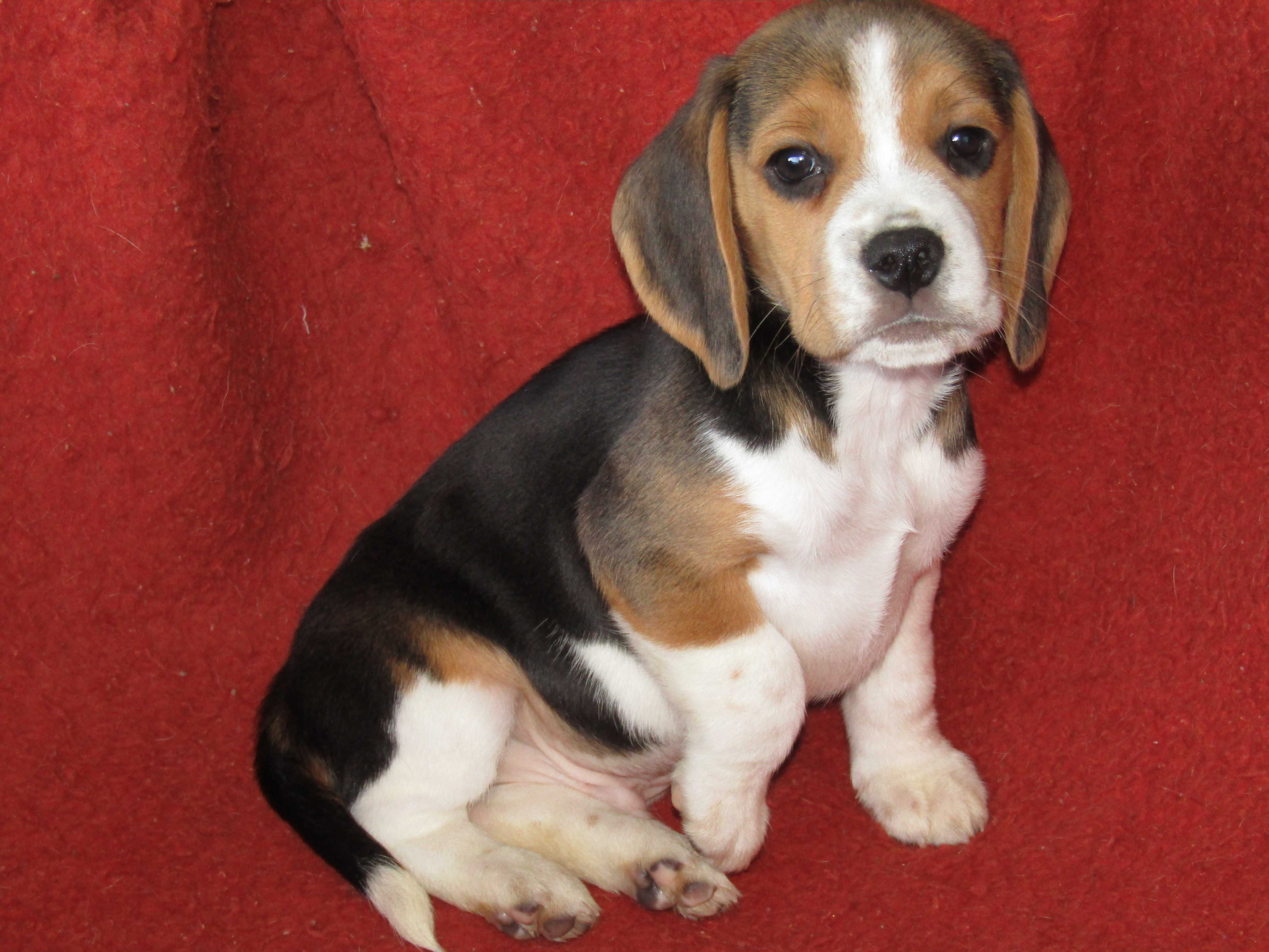 Fêmea Beagle Tricolor pequeno porte, com LOP/Pedigree/Afixo.