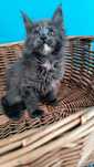 Kotka Maine coon