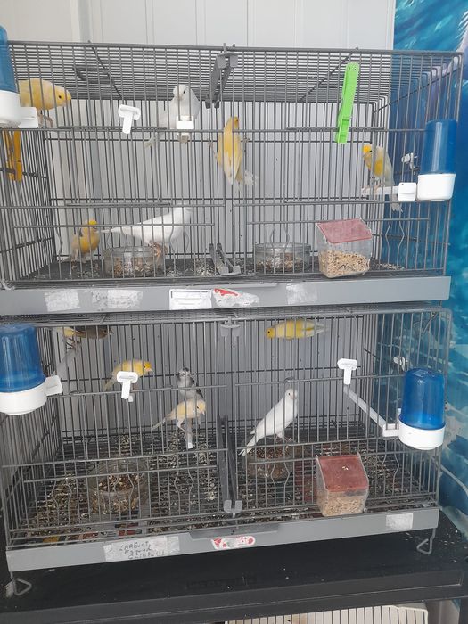 Canários miniaturas espanhois e llarguets