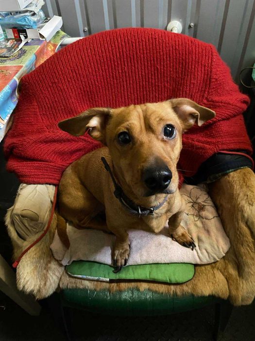 Рыжий такса бесплатно в добрые руки