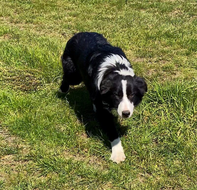 Border Collie pies