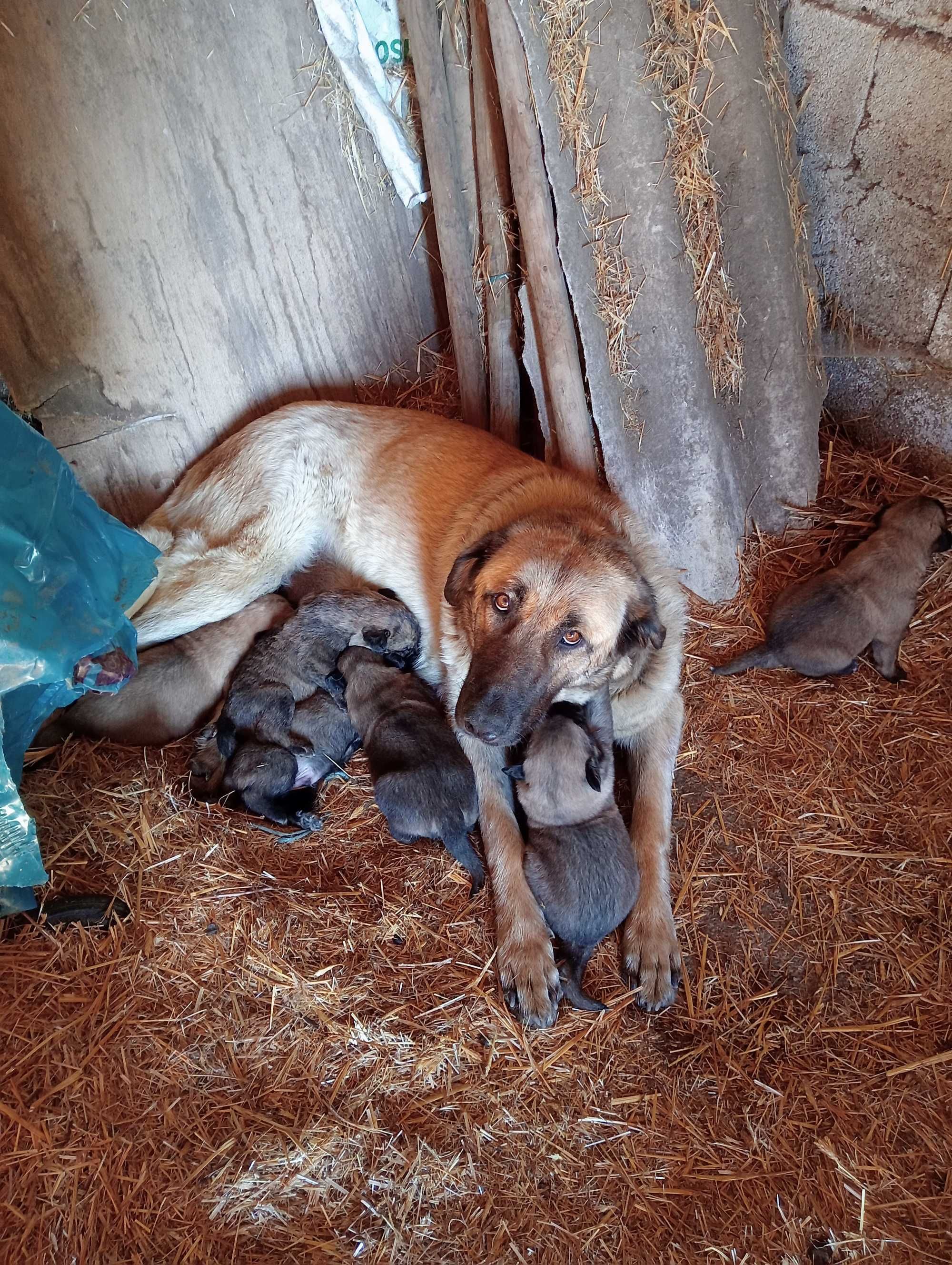 Cachorros serra da estrela