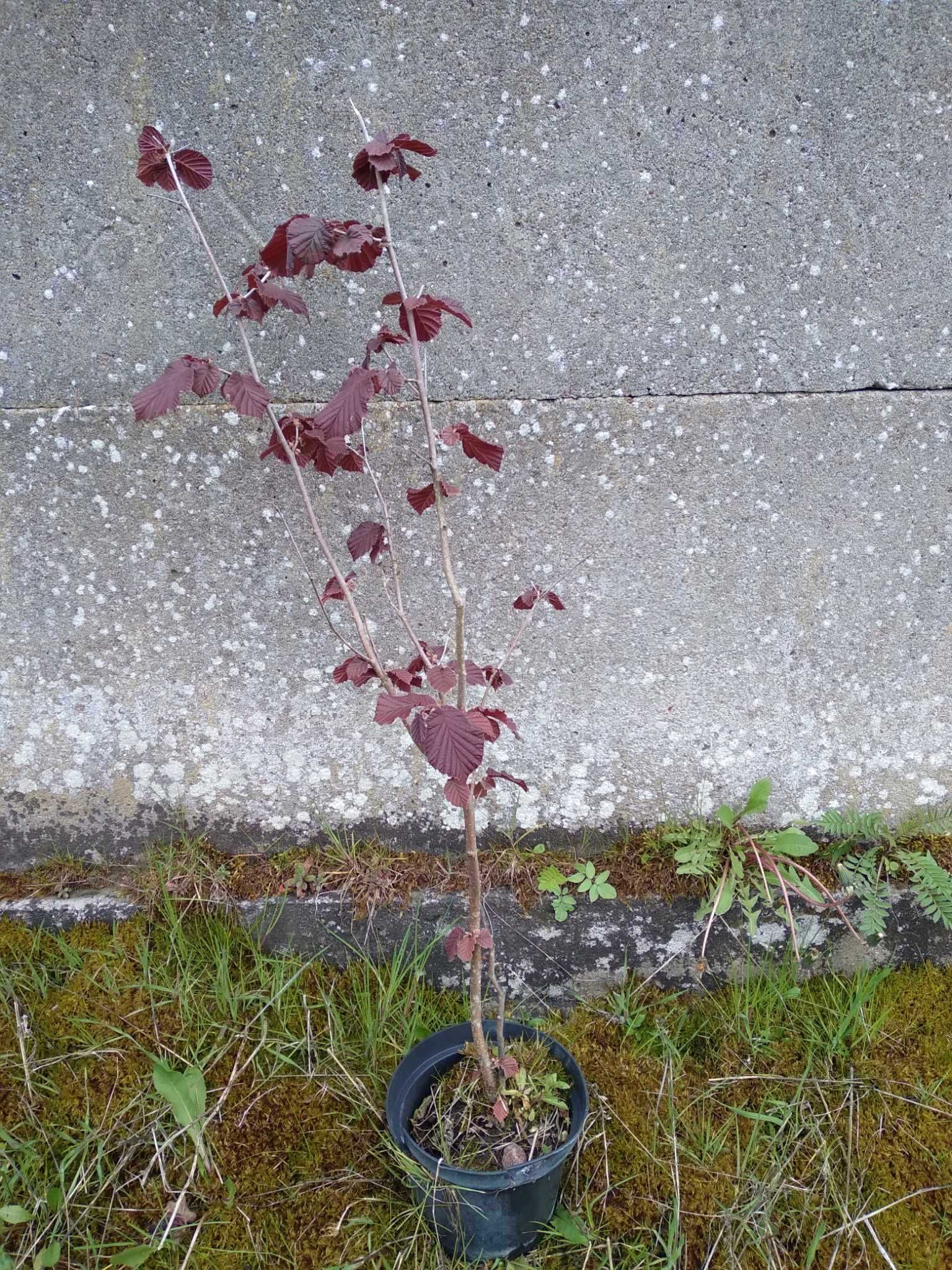 leszczyna purpurowa pospolita Corylus maxima Purpurea Corylus avellana