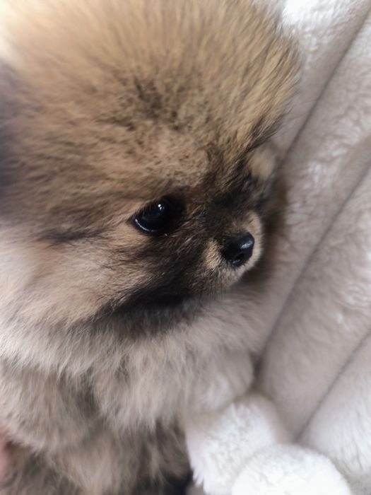 Spitz Anão Lulu da Pomerânia. Lop e Afixo Super mini. Russo