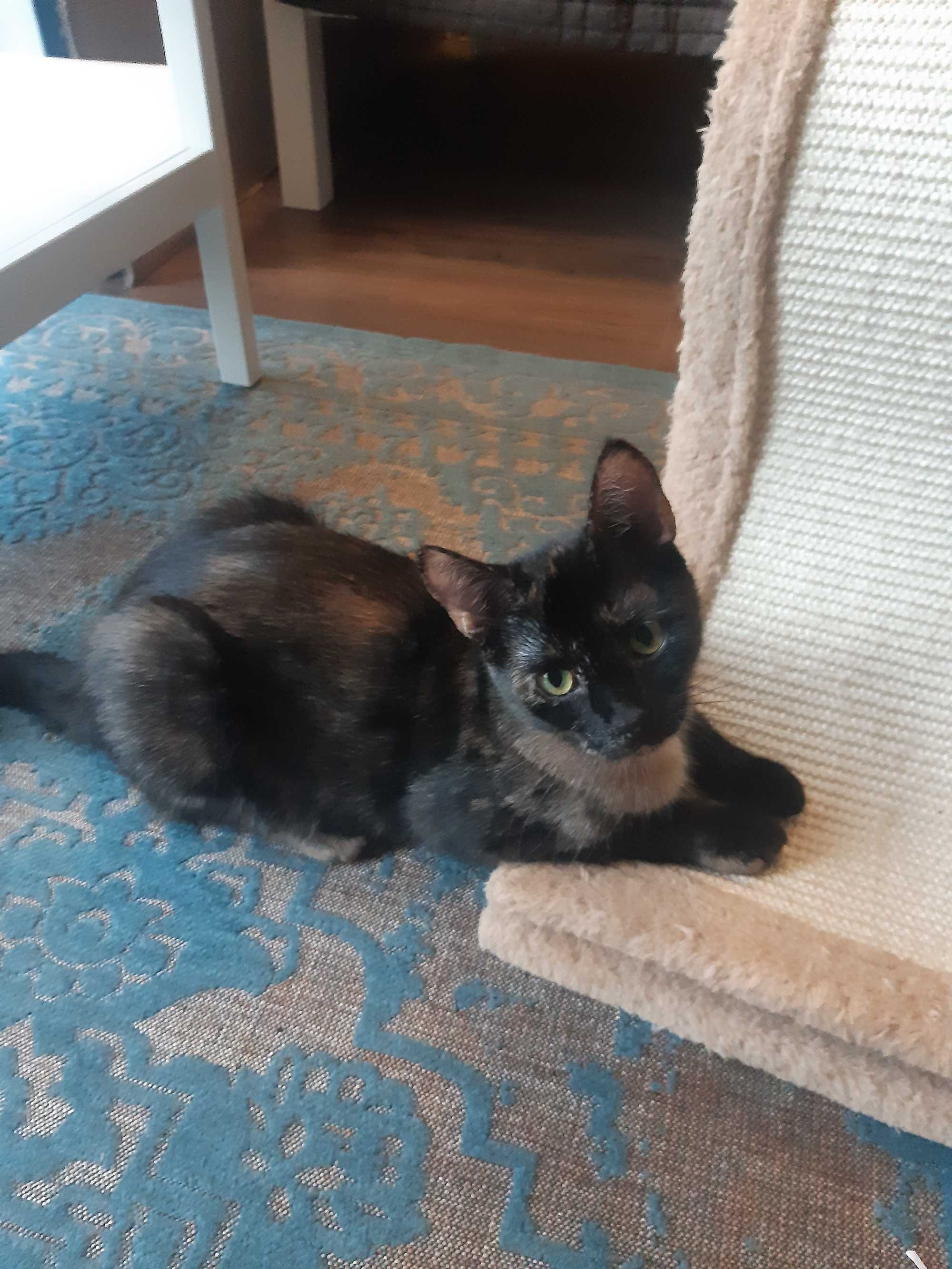 Łagodna i śliczna kotka do adopcji