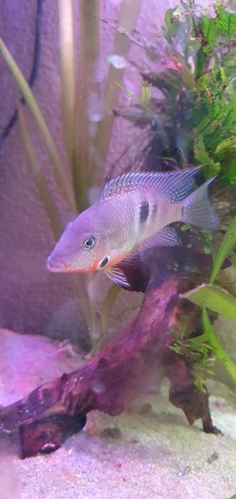 Ciclideo Boca de Fogo