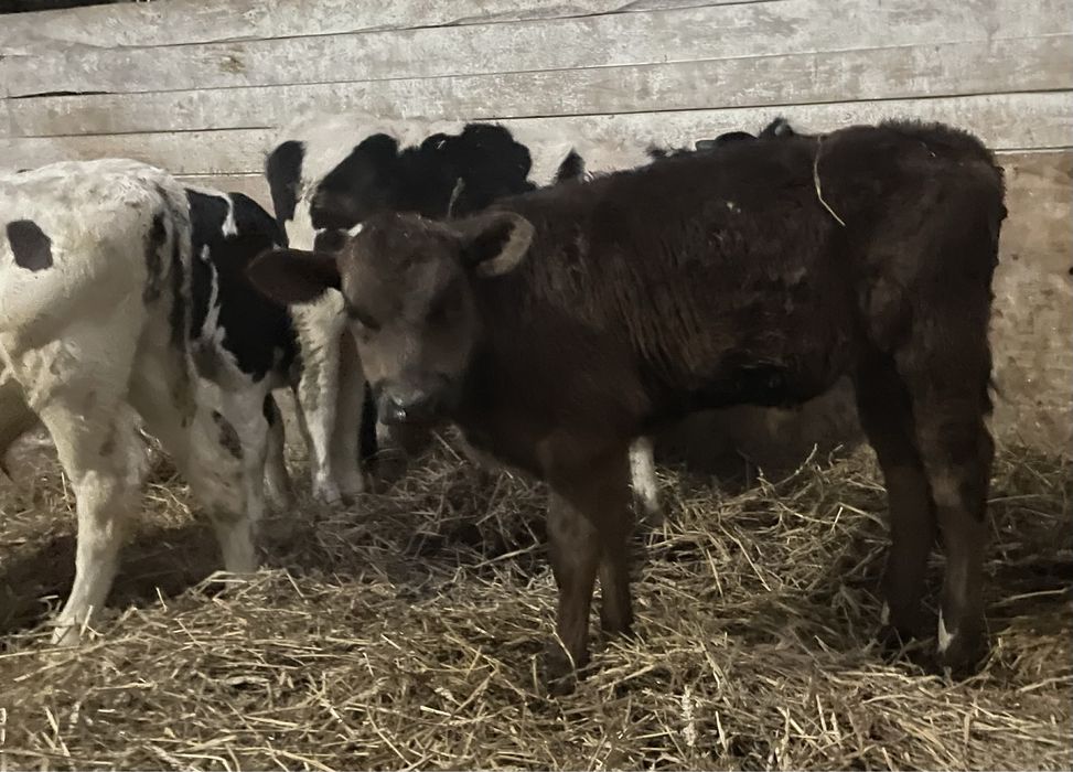 Cielaki żeruny byczki