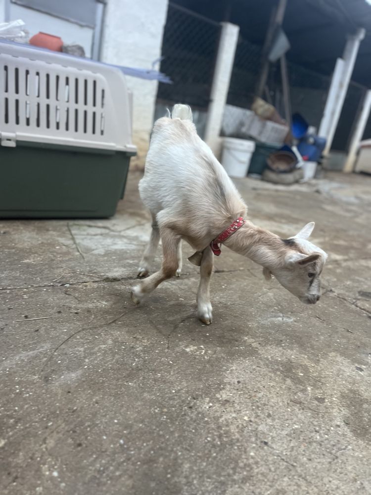 Cabrito mocho com 2 meses