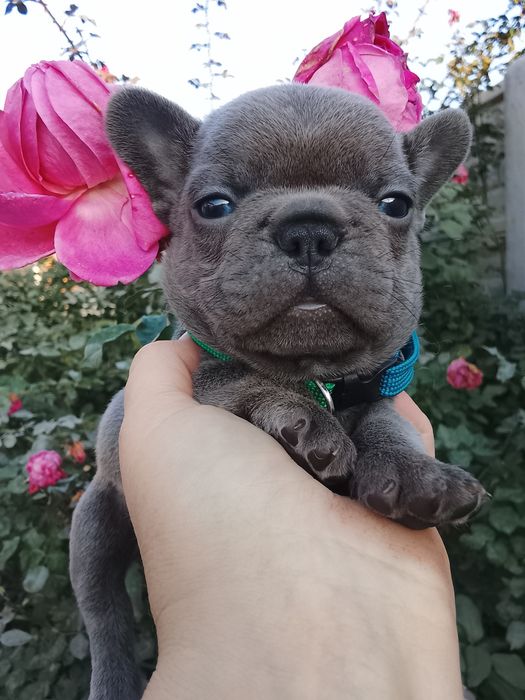 Блакитні хлопчик і дівчинка