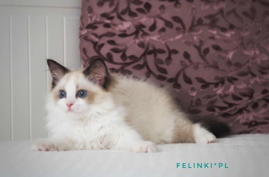 Ragdoll słodki kocurek. FPL