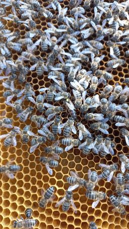 Бджолопакети/Пчелопакеты Бджоли