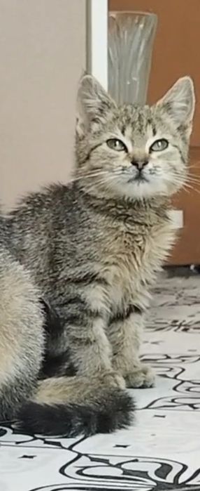 Шотландская Мини кошечка 3,5 мес. Мама шоколадное золото