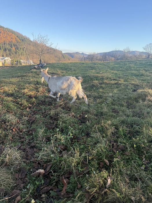 Продам дві кози