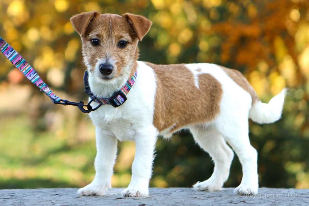 suczka Jack Russell terrier ZKWP/FCI