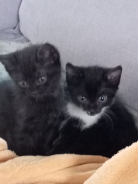 Котята, кошечки, котик в добрые руки