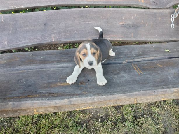 Tri-color beagle
