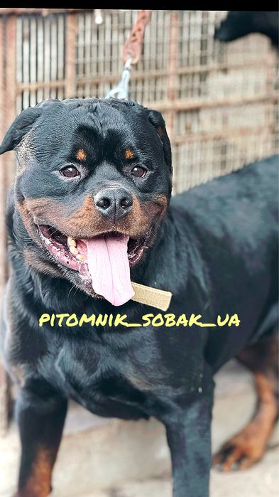 Жених Ротвейлер
