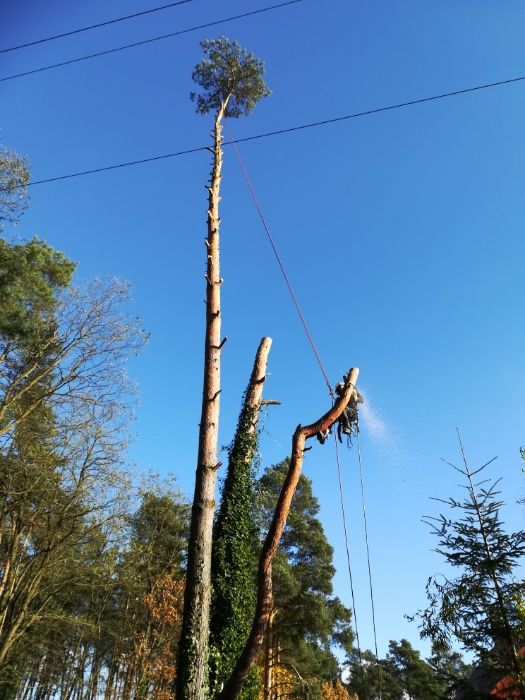 Wycinka, przycinka, pielęgnacja drzew na linach, arborystyka