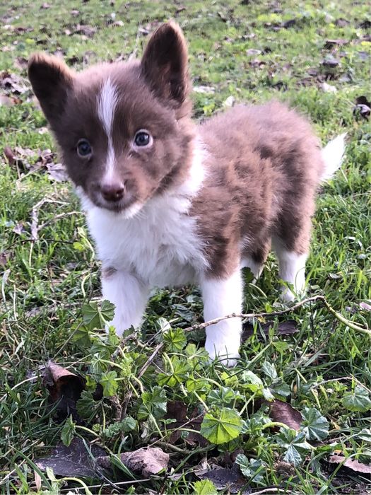 Малышка бордер колли