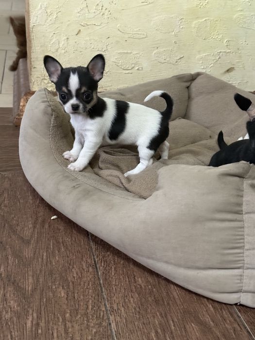 Чихуа чихуахуа мини