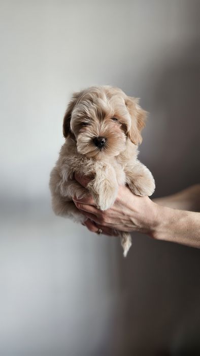 Дуже красивий хлопчик мальтипу чекає саме на вас