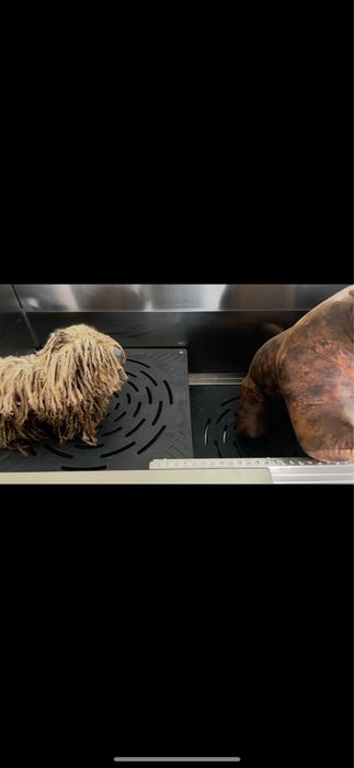 Mesa electrica pet nova  profissional