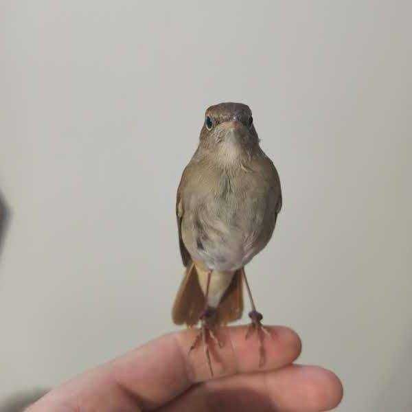 Casais de rouxinois do japão anilhados 2024/2025 outras aves