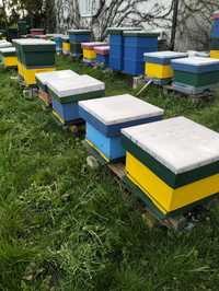 Sprzedam 20 uli z pszczołami lub same pszczoły na ramce Ostrowskiej