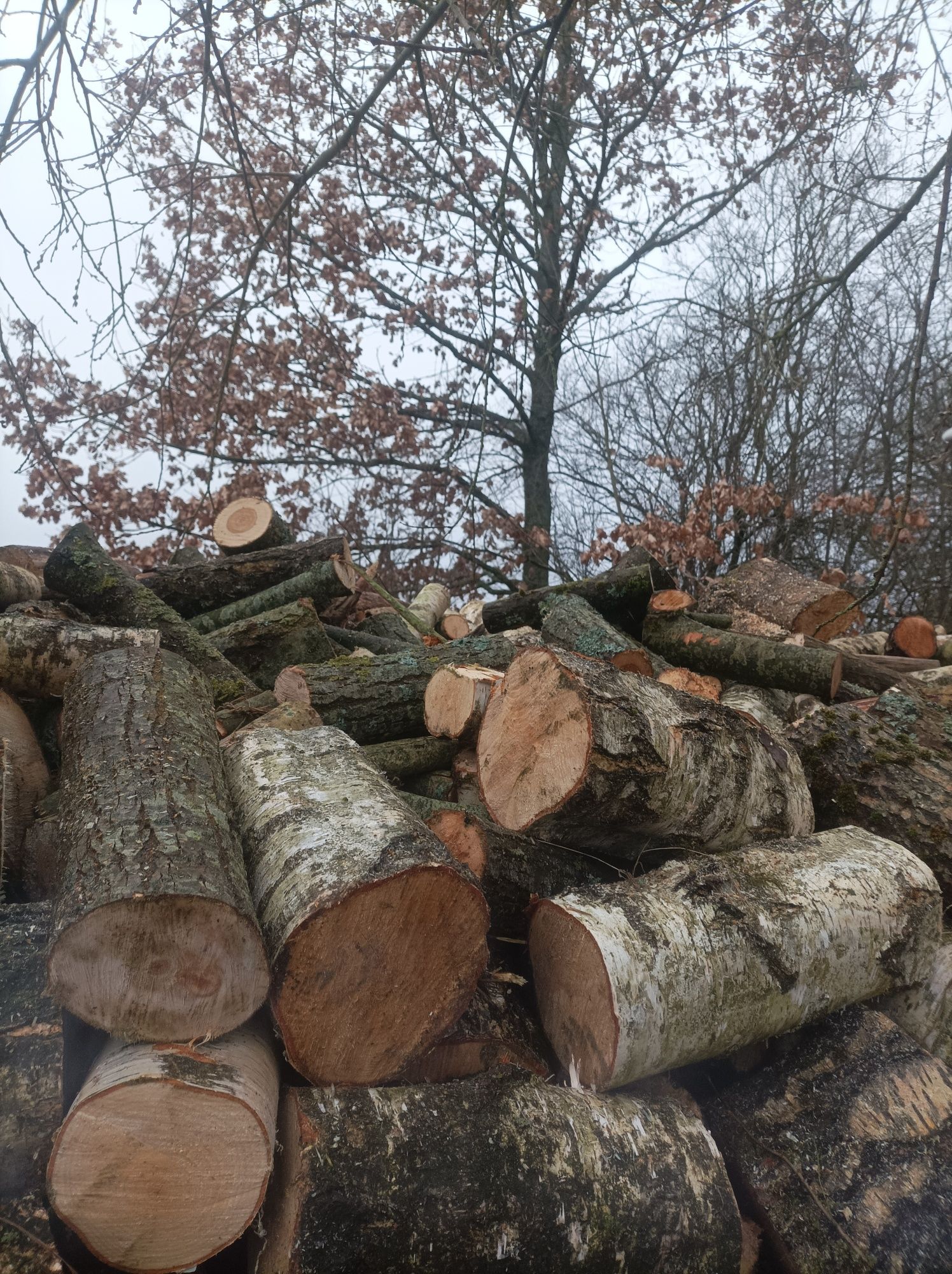 Witam sprzedam drewno kominkowe i opałowe Przesuszone Buk Dąb Brzoza
