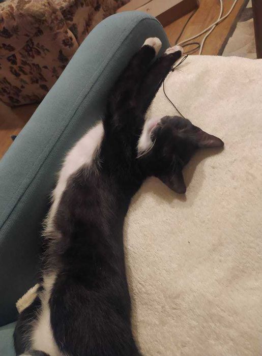 wesołe kociaki do oddania w dobre rece