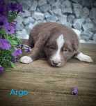 Border collie piesek czekoladowo biały  przebadani rodzice