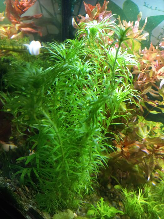 Аквариумные растения
