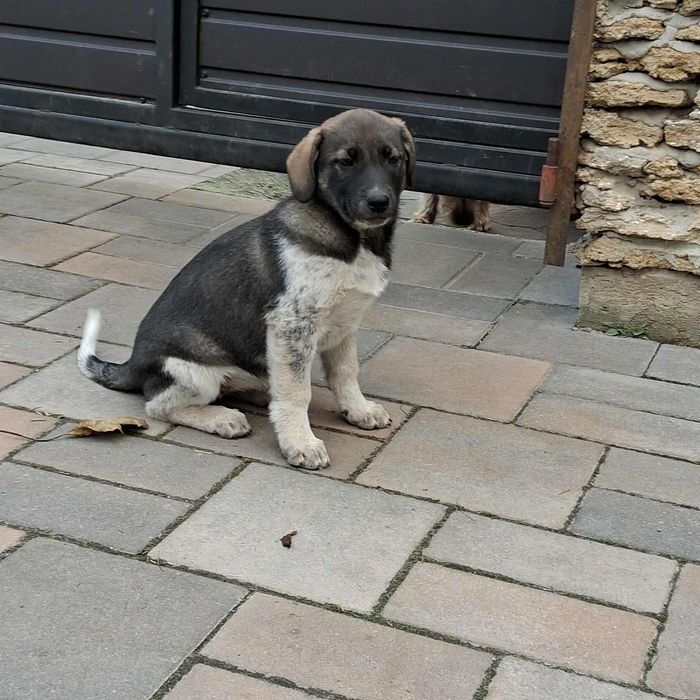 Цуценя Клер прилаштовується і добрі руки