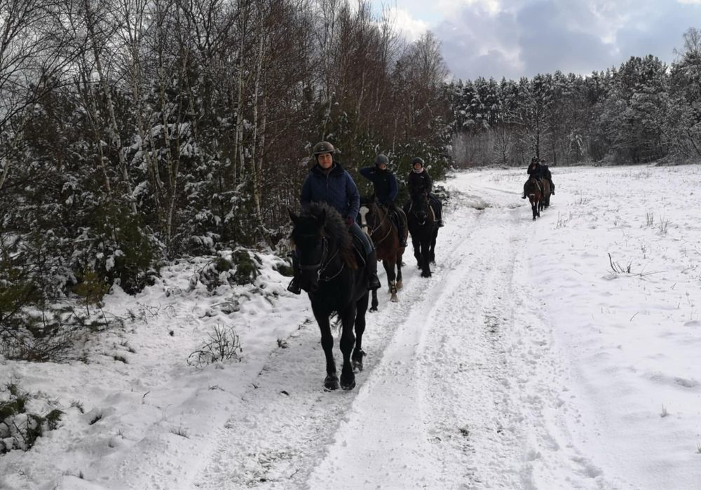 Wałach 5 lat, fryz x ślązak