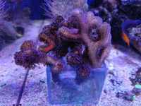 Stylophora Pistillata Milka Łatwy koralowiec twardy SPS Akwarium