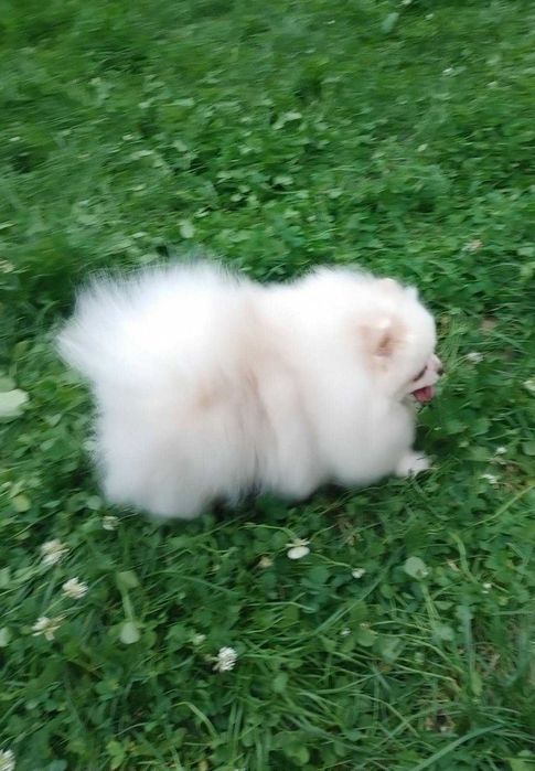 Дуже красива, іграшкова та неймовірно лагідна чорна Помапу дівчинка