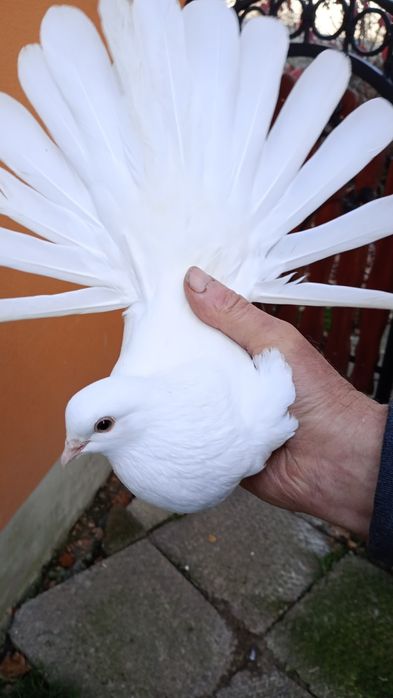 Sprzedam gołębie orlik polski