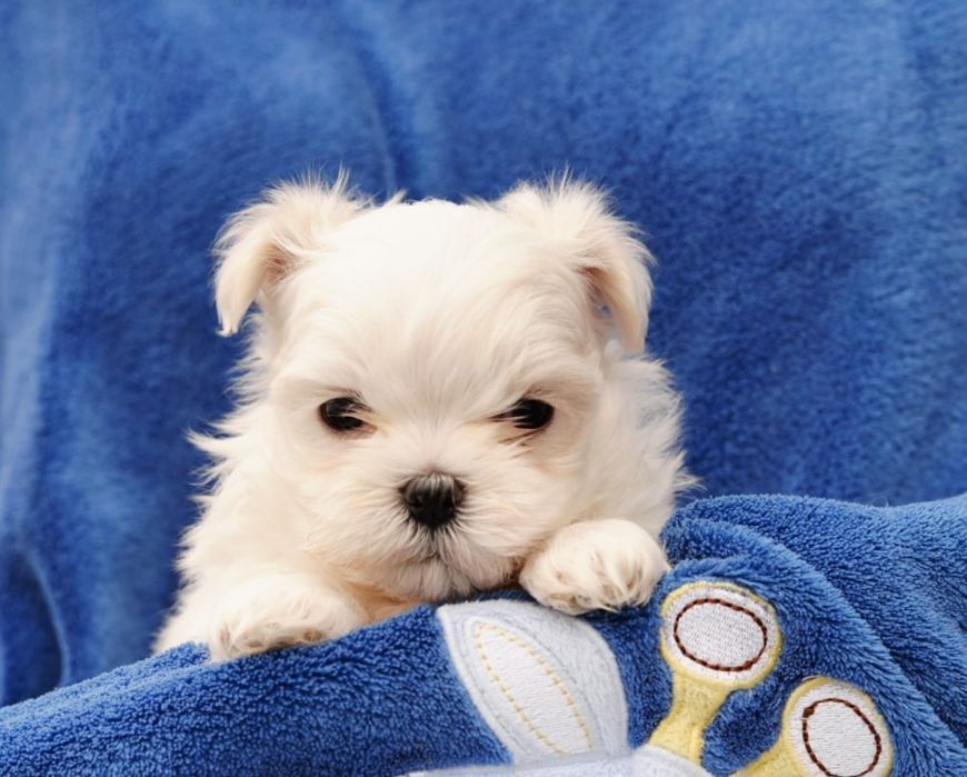 Cudowny  chłopak  maltanczyk