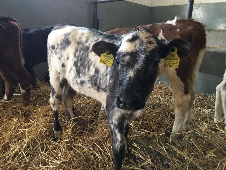 Byczki, cielaki, cielęta.